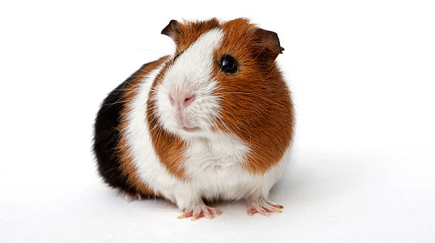 Guinea Pig