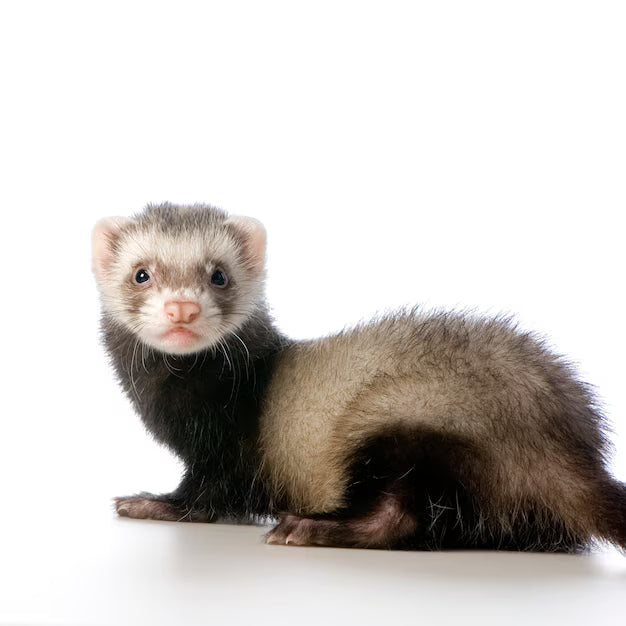 Ferret