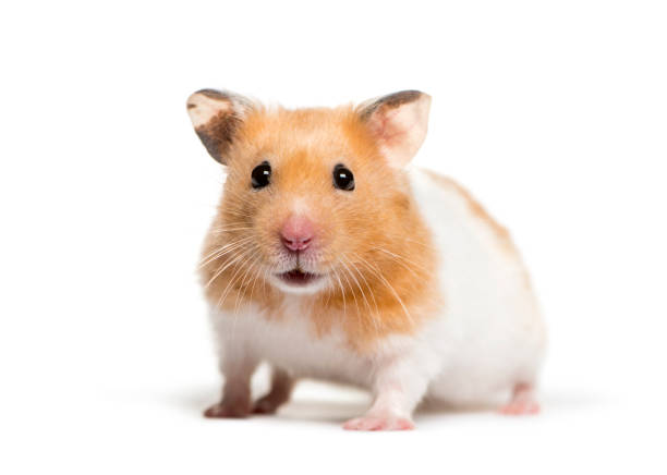 Hamster