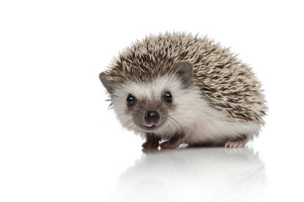 Hedgehog