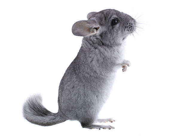 Chinchilla